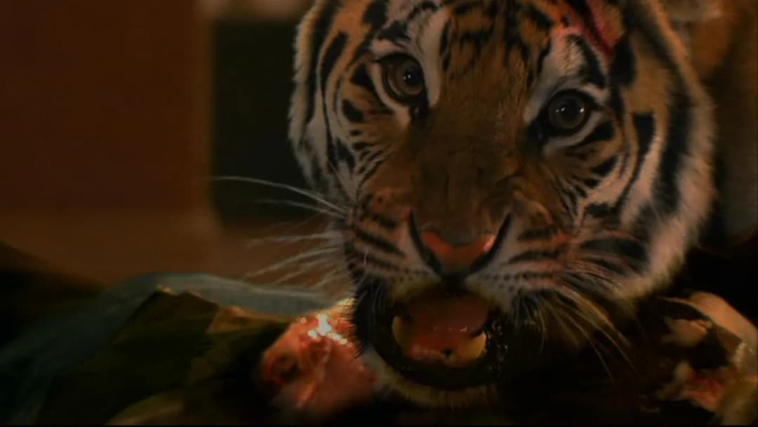 Najlepsze filmy o tygrysach, które musisz zobaczyć i przeżyć emocje